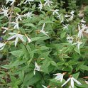 Gillenia trifoliata